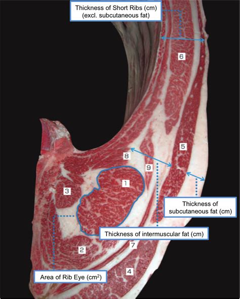 instrument used to measure fat thickness on beef carcass|Beef Grades and Carcass Information .